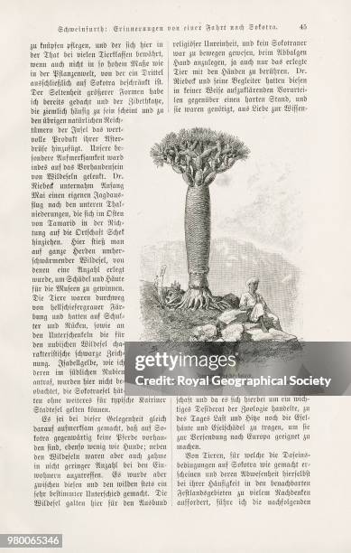 Junger Drachenbaum, Based on an original illustration by Prof. Georg Schweinfurth, p.45 of 'Erinnerungen von einer Fahrt nach Sokotra.' by Georg...