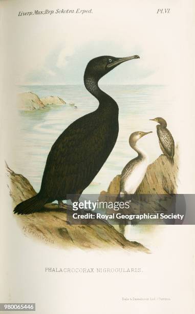 Socotran Cormorant - Phalacrocorax Nigrogularis, Scanned from plate VI of 'The natural history of Sokotra and Abdel-Kuri. Being the report upon the...