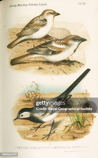 Type of sparrow and pied wagtail, Above Passer Hemileucus, below Motacilla Forwoodi. From plate VII of 'The natural history of Sokotra and...