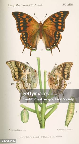 Butterflies from Sokotra, From plate XVIII of 'The natural history of Sokotra and Abdel-Kuri. Being the report upon the results of the conjoint...