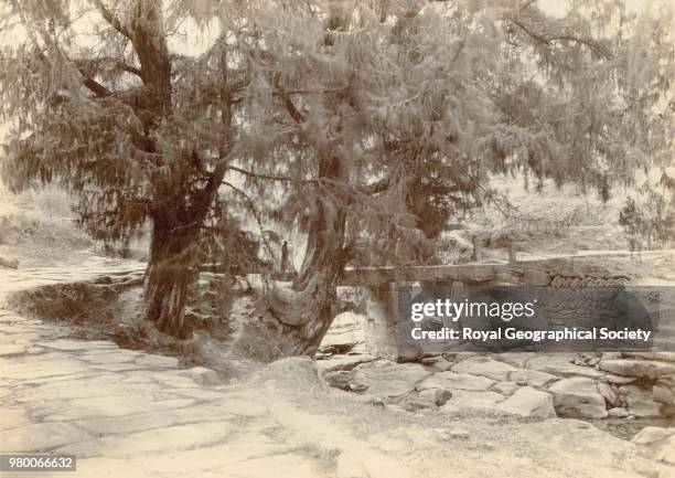 Imperial stone road from Peking to Chen-tu; cedars 1400 years old - Hopeh, China, 1895.