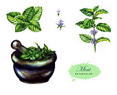 Botanical drawing isolated on the white background: mint, leaves, pounder, blossom and branch.