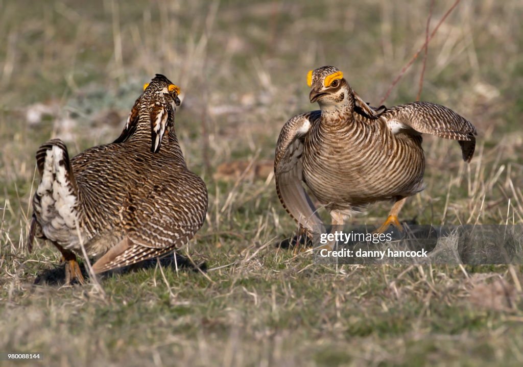 Faceoff at the lek
