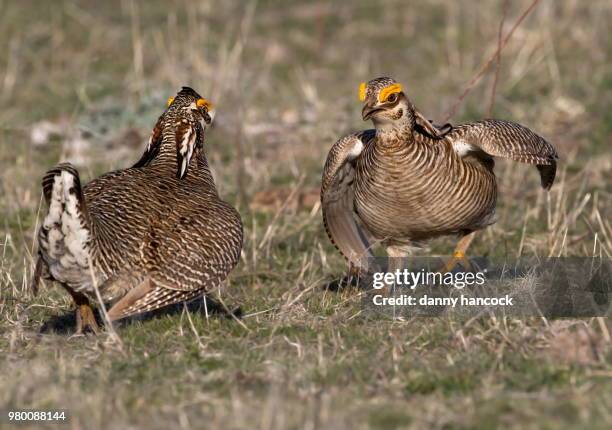 Faceoff At The Lek High-Res Stock Photo