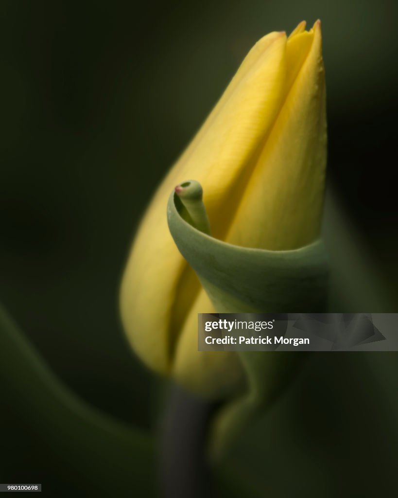 Tulip Curl