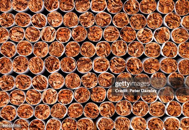 cigarette manufacturing - cultivo de tabaco fotografías e imágenes de stock
