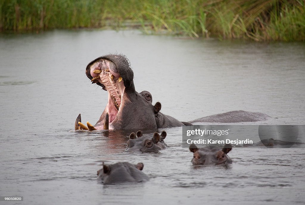 Aggressive hippo, Botswana