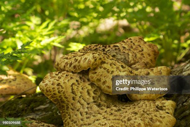 champignon dans le sous bois - cuisine bois stockfoto's en -beelden