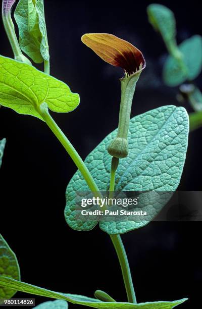 aristolochia rotunda (smearwort, round-leaved birthwort) - aristolochia stock pictures, royalty-free photos & images