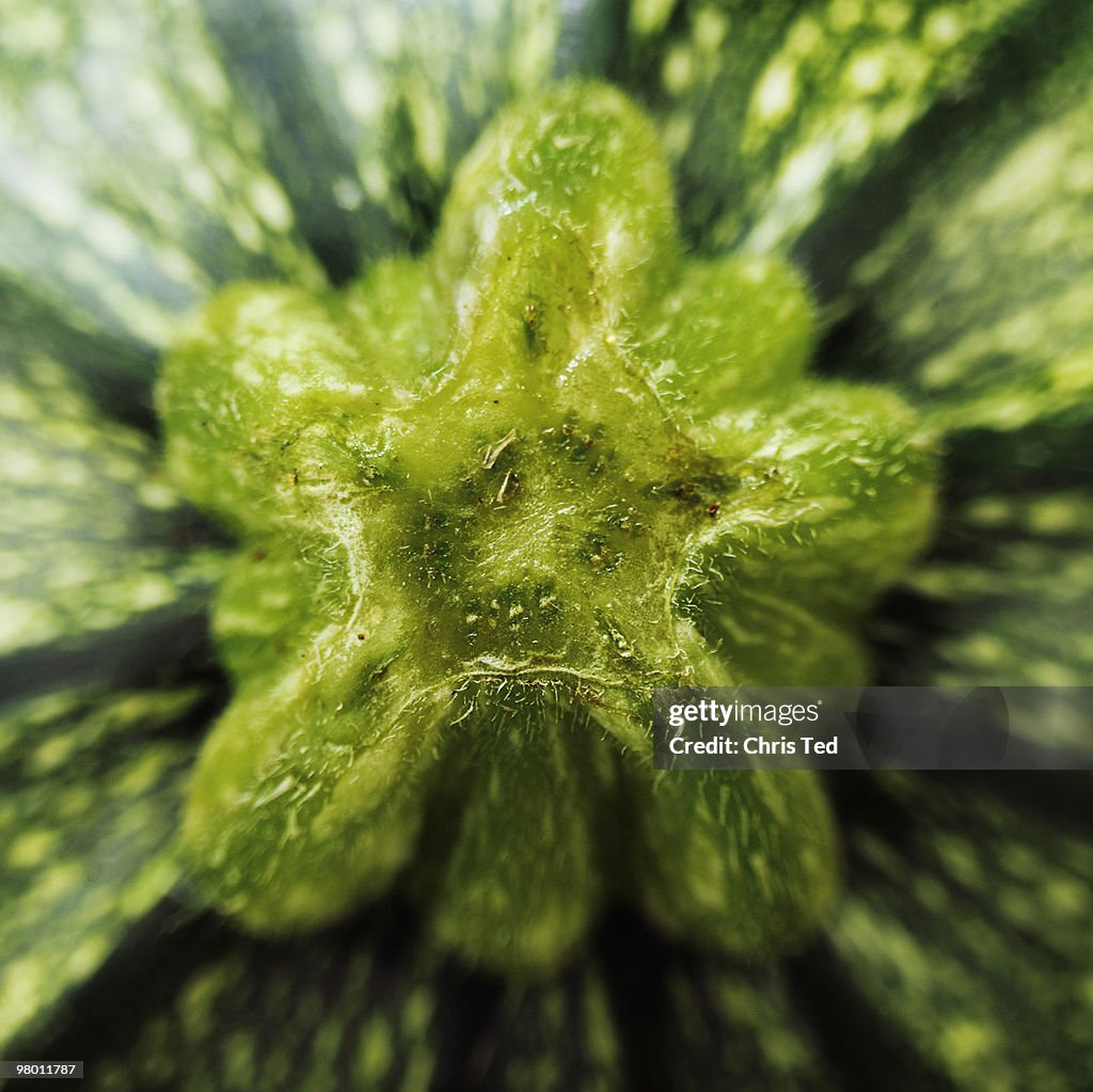 Close up of a courgette