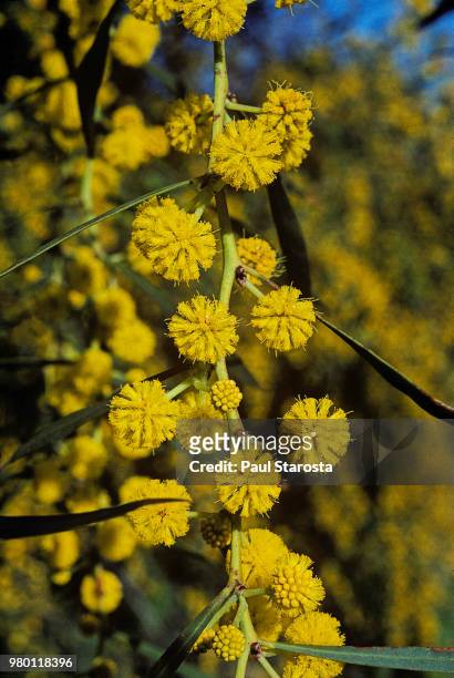 acacia saligna (orange wattle, blue-leafed wattle, port jackson wattle, golden wreath wattle) - acacia saligna stock pictures, royalty-free photos & images