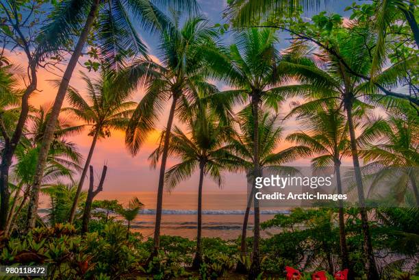tropical sunset, beach, corcovado national park, costa rica - costa rica stock pictures, royalty-free photos & images