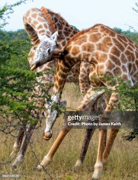 two large male giraffes engage in a neck battle to establish dominance for breeding rights. - necking stock pictures, royalty-free photos & images