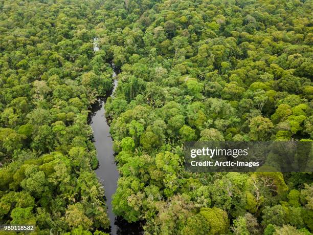 tortuguero national park, costa rica - costa rica aerial stock pictures, royalty-free photos & images