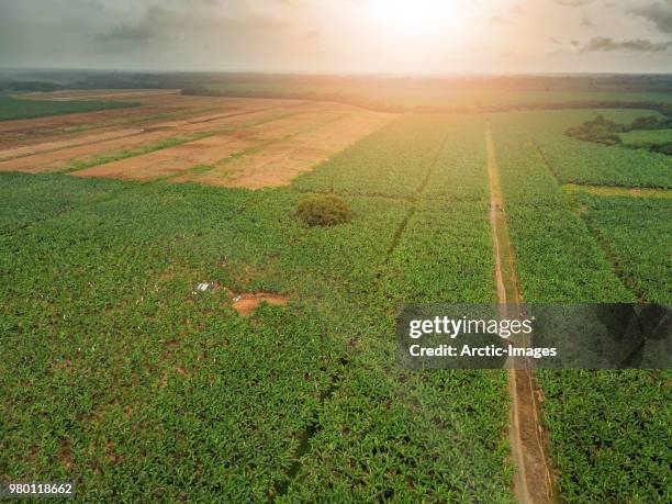 banana plantation,  corcovado national park, costa rica - bananenplantage stock-fotos und bilder