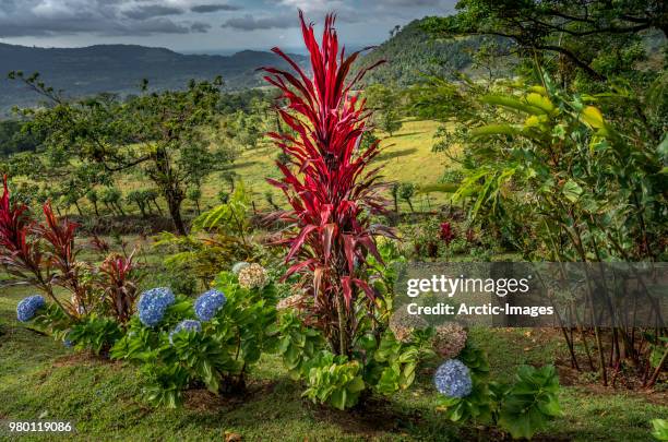 trees and flowers in the el silencio mirador reserve, costa rica - silencio foto e immagini stock