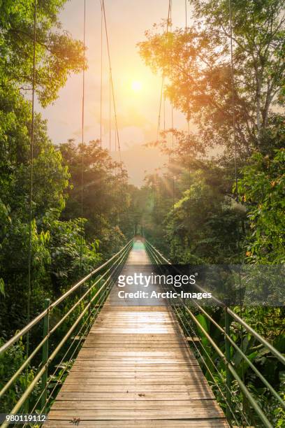 hanging bridge in tenorio volcano national park, costa rica - costa rica stock pictures, royalty-free photos & images