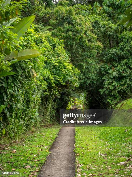 tenorio volcano national park, costa rica - tenorio volcano national park stock pictures, royalty-free photos & images