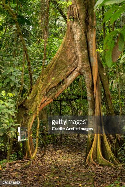 fig tree (ficus aurea), tenorio volcano national park, costa rica - parque nacional volcán tenorio fotografías e imágenes de stock