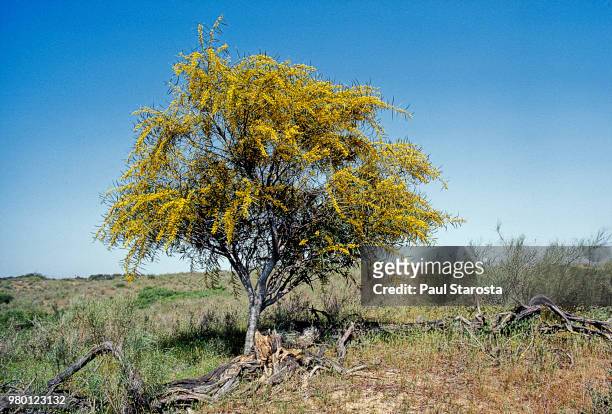 acacia saligna (orange wattle, blue-leafed wattle, port jackson wattle, golden wreath wattle) - acacia saligna stock pictures, royalty-free photos & images
