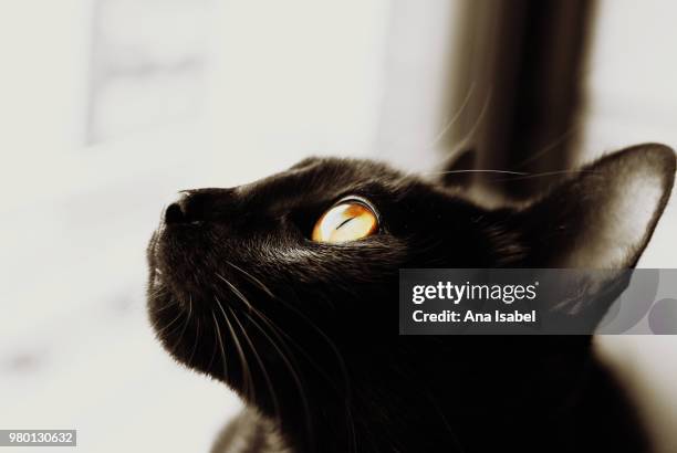 amber gem - black and white cat stock pictures, royalty-free photos & images