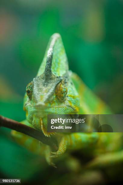 chamaeleo calyptratus portrait - veiled chameleon stock pictures, royalty-free photos & images