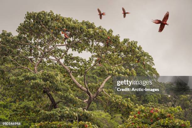 scarlet macaw flying, costa rica - tropical bird flying stock pictures, royalty-free photos & images