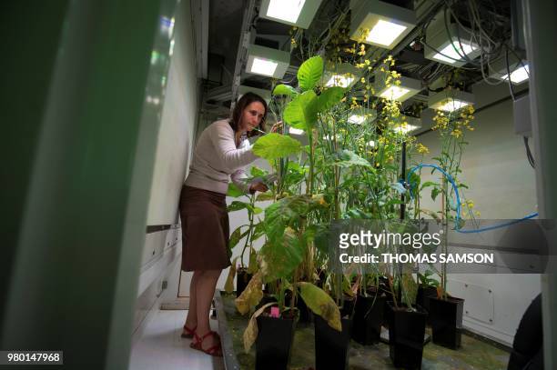 Researcher examines plants in an Ecolab environmental chamber of the CEREEP-Ecotron Research center, a CNRS center where researchers can experiment...