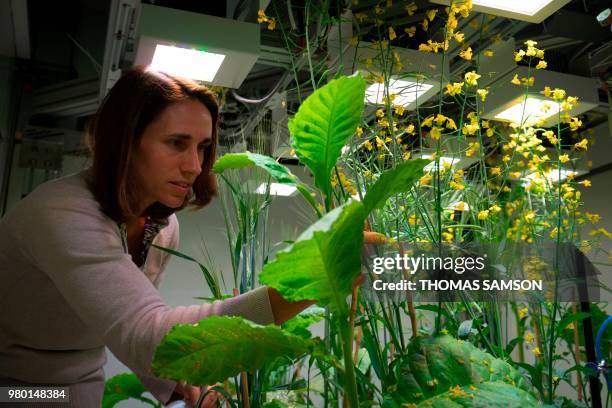 Researcher examines plants in an Ecolab environmental chamber of the CEREEP-Ecotron Research center, a CNRS center where researchers can experiment...