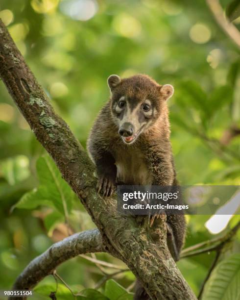 white-nosed coati, looking at the camera, maquenque wildlife refuge, costa rica - coati stock-fotos und bilder