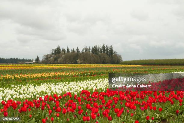 woodburn tulip farm, oregon - woodburn fotografías e imágenes de stock