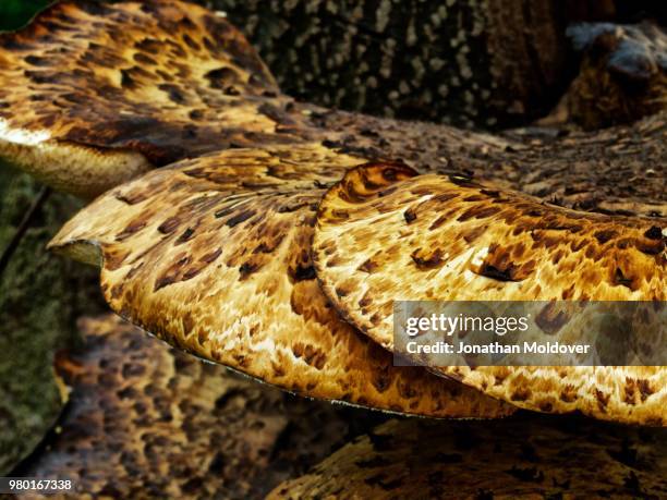fungus on a tree - bitis arietans stock pictures, royalty-free photos & images