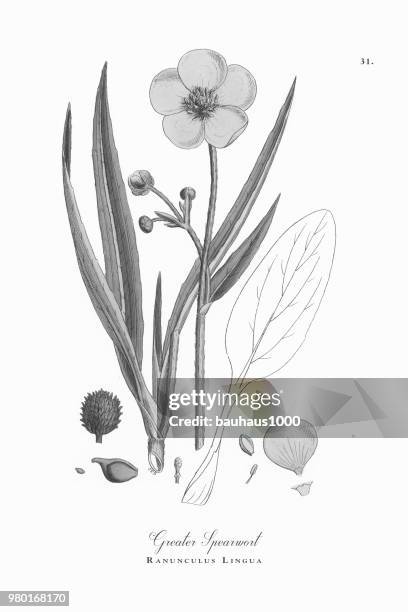 greater spearwort, ranunculus lingua, victorian botanical illustration, 1863 - ranunculus lingua stock illustrations