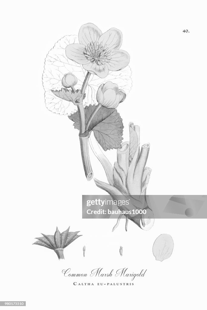 Gemensamma Marsh Marigold, Caltha eu-palustris, viktorianska botaniska Illustration, 1863