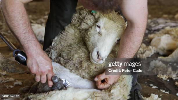 sheep sheering - enclos à moutons photos et images de collection