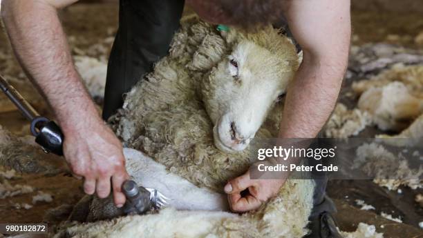 sheep sheering - wool stock pictures, royalty-free photos & images