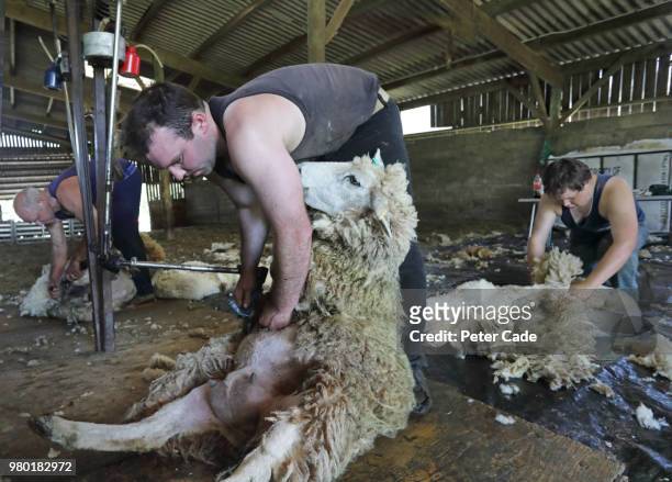 sheep sheering - sheep muster stock pictures, royalty-free photos & images