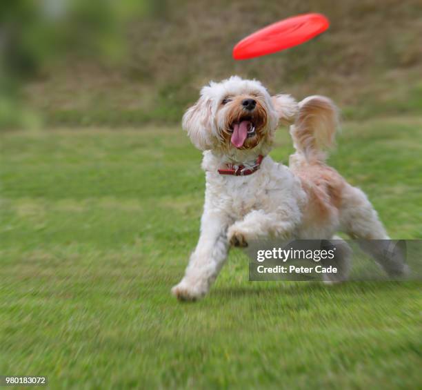 dog catching frisbee - peter parks fotografías e imágenes de stock