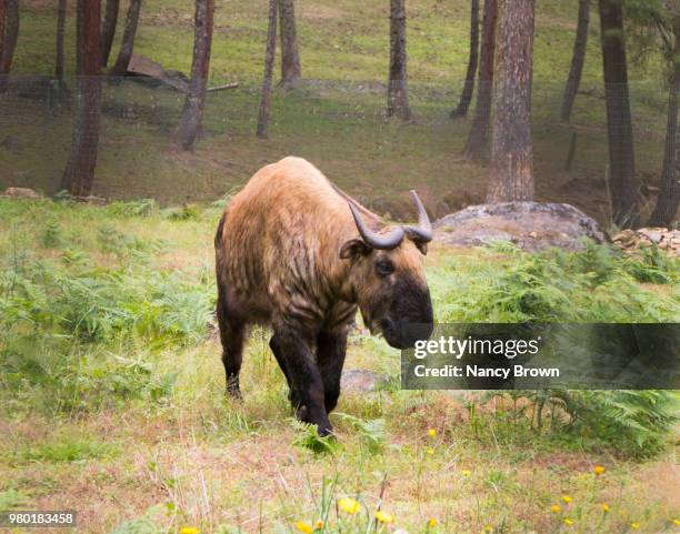 the unique takin the national animal of bhutan. - takin stock pictures, royalty-free photos & images