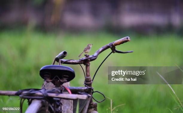 bike and birb - park ha stock pictures, royalty-free photos & images