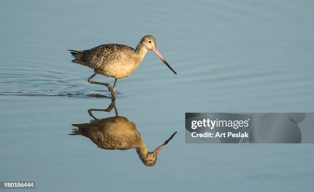 bird marbled godwit bolsa chica ca copy - chica stock pictures, royalty-free photos & images