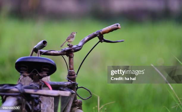 funny bird - park ha stock pictures, royalty-free photos & images