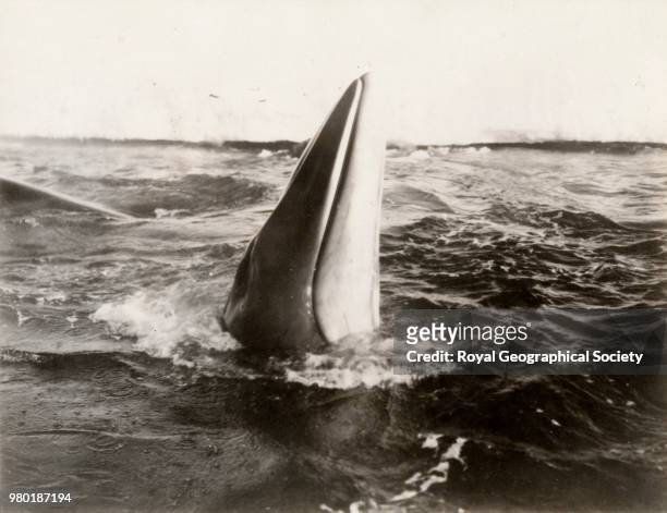 Whales in the Bay of Whales, Image taken c. 1928.30, Antarctica, 1928. Byrd Antarctic Expedition 1928-1930 .