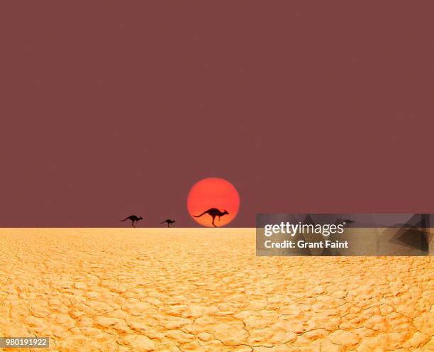 kangaroos running in desert. - northern territory australia stock pictures, royalty-free photos & images