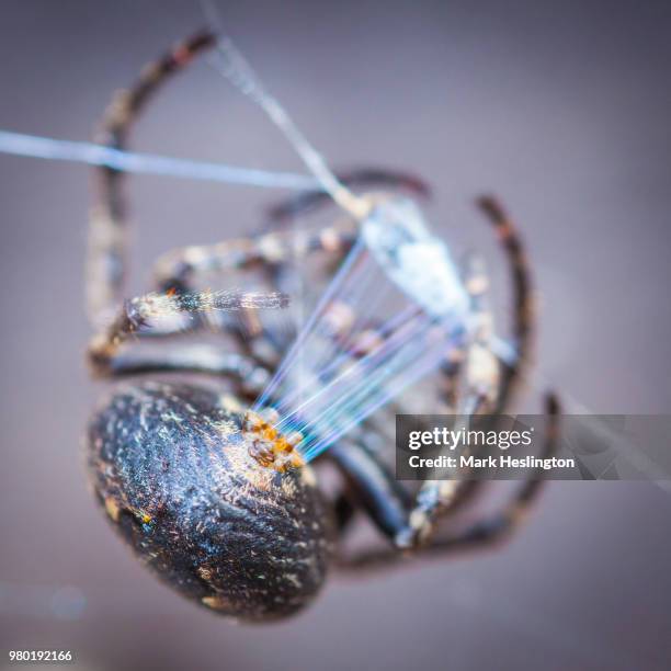 spider weaving - spider silk photos et images de collection