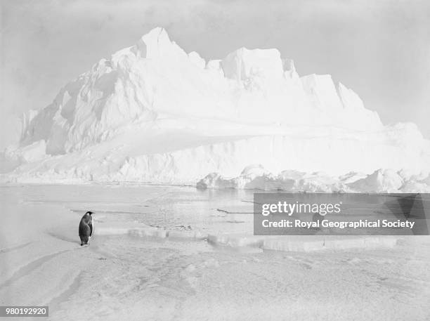 Glacier Berg and Emperor penguin, Antarctica, 1914. Imperial Trans-Antarctic Expedition 1914-1916 .