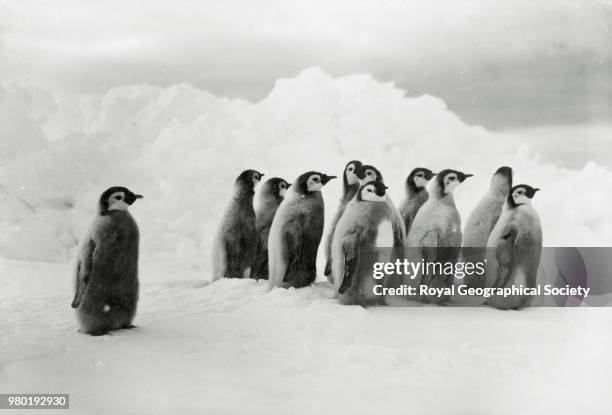 Young Emperor penguins, Antarctica, 1914. Imperial Trans-Antarctic Expedition 1914-1916 .