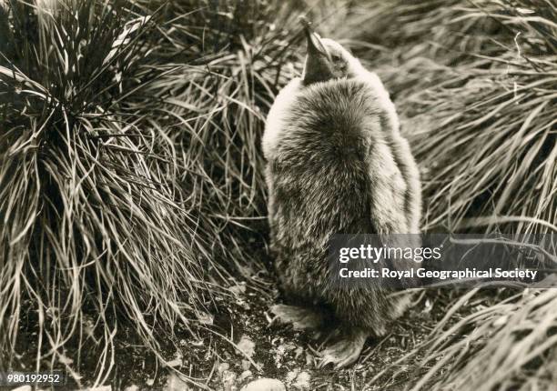 Young King penguin, South Georgia, Antarctica, 1914. Imperial Trans-Antarctic Expedition 1914-1916 .