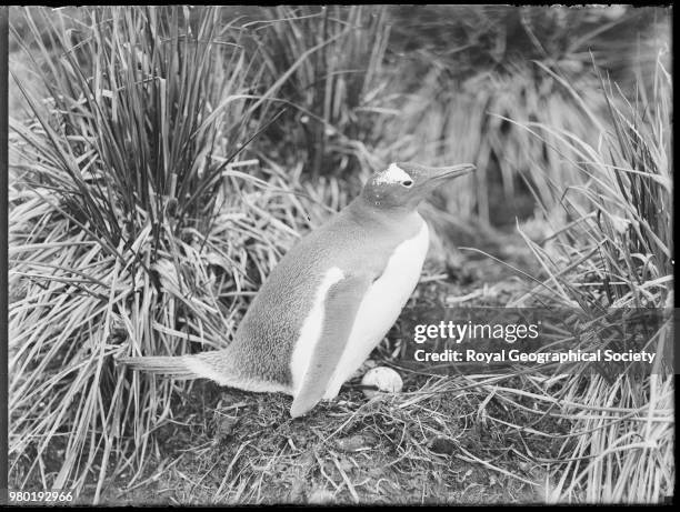 Gentoo penguin on nest, Antarctica, 1914. Imperial Trans-Antarctic Expedition 1914-1916 .