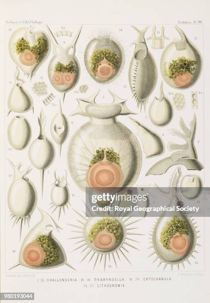 Series of Radiolarians named after HMS Challenger and her scientists, From the Zoology volume of 'Report on the scientific results of the voyage of...